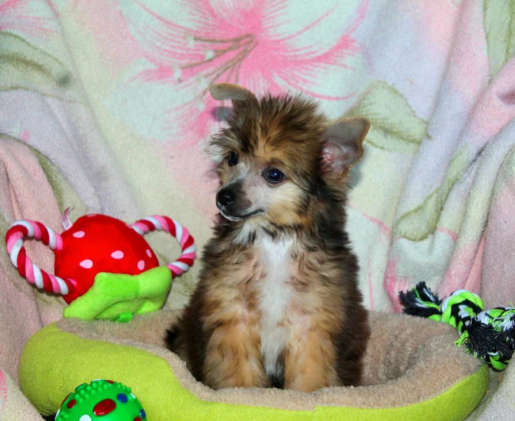 Macho Man  Molosos Gratzi