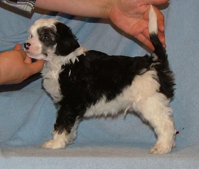 Necku Behind The Mask