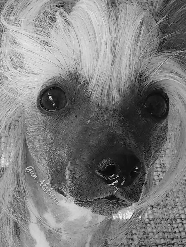 Gou's Blueberry Ripple