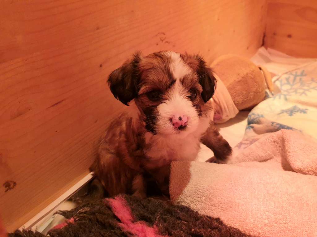 Slicey's  Heart of Gold