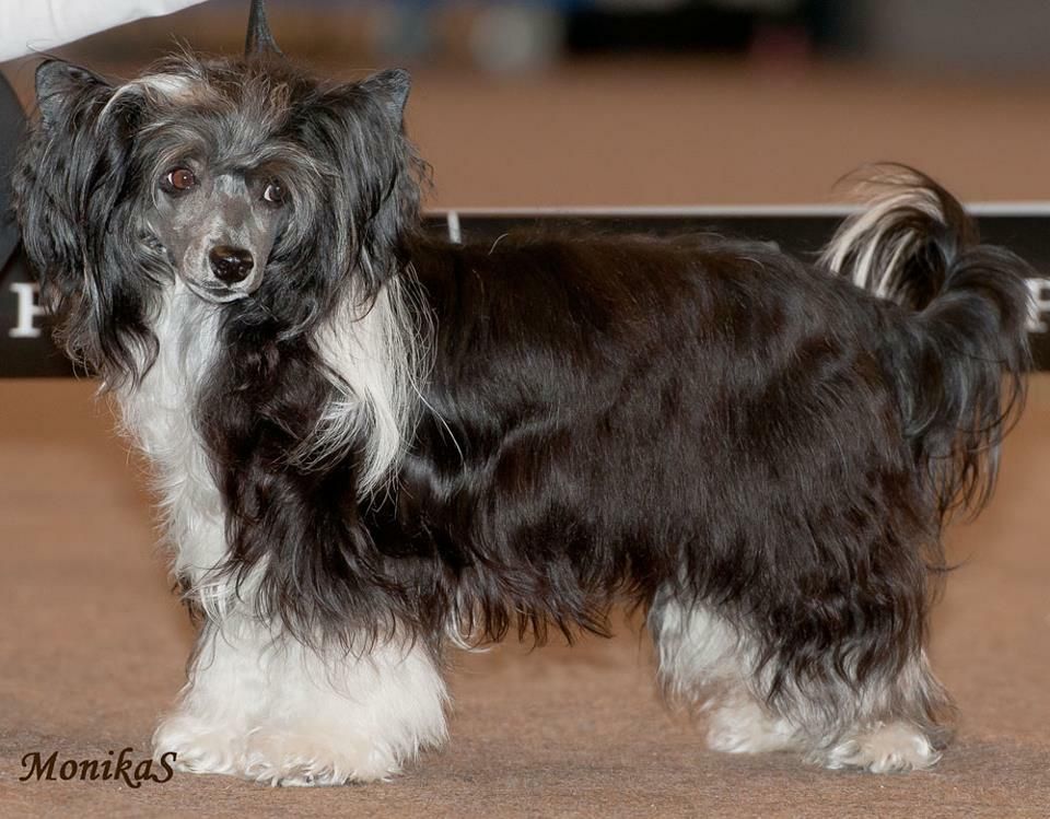 Darksome z Pulnocního dvora