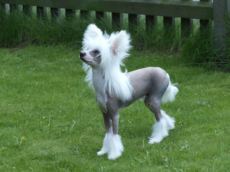 Brodiegan New Addition