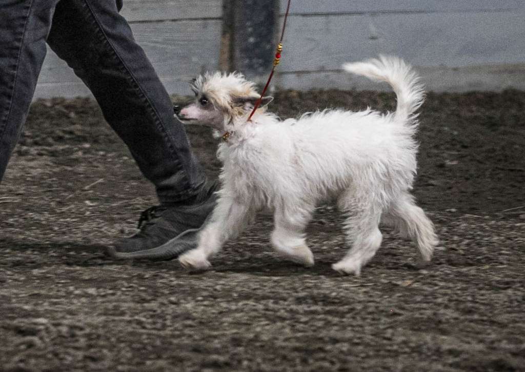 Lyric Town Tuatha De Danann