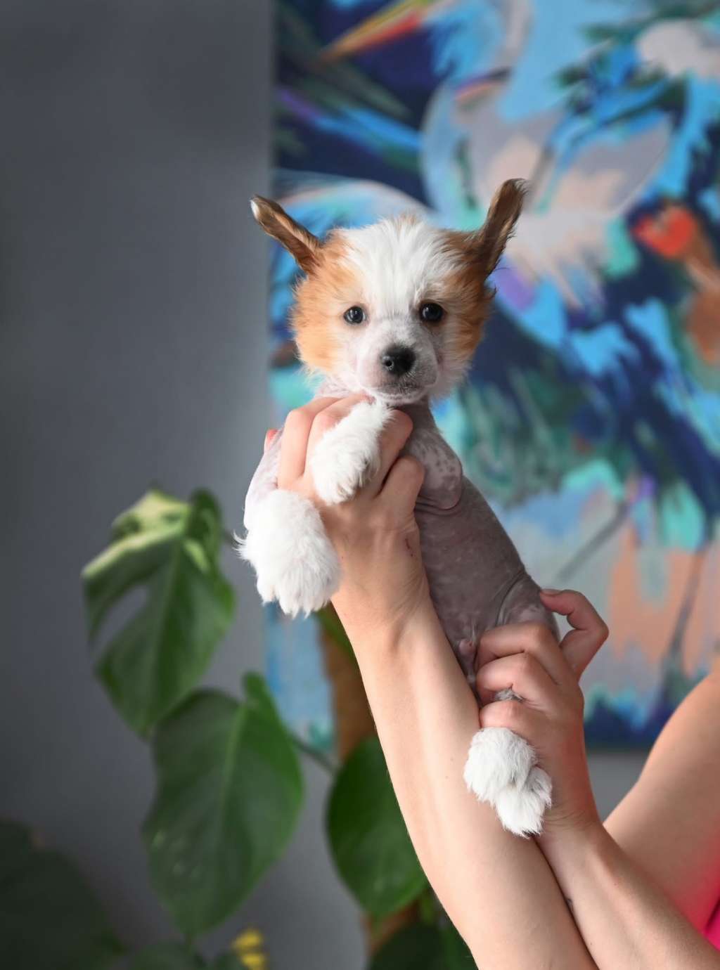 Baikal Dream Spring of Freedom