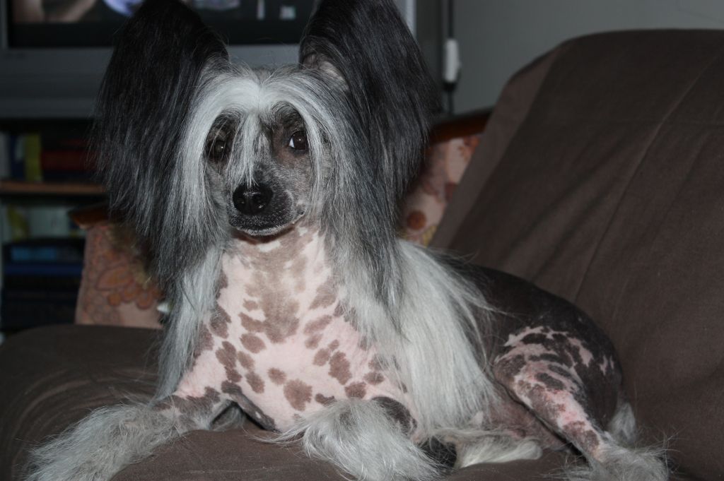 Fancy Style Kleopatra