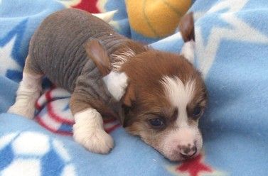 Show'NTell's Vroom Vroom Harley