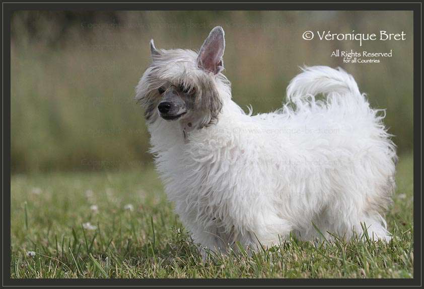 Pu Yi's Dynasty Lynn Brittany