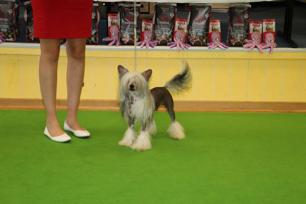 Cool Kid Princes de la Roses