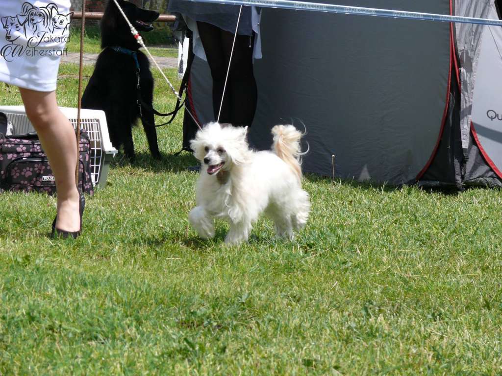 Asgerd from the Land of Pangaea