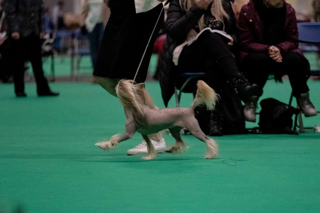 Caribbean Criollo Shine Bright Like A Diamond