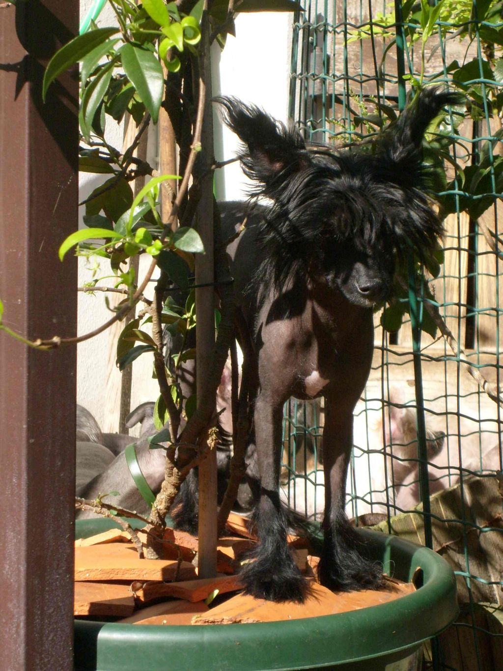 Taï Mandchou's Ebony and Clide