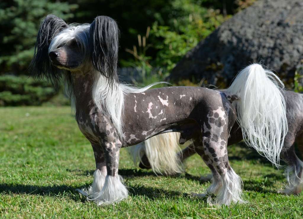 Anna Sky Kennel Choose Me Now