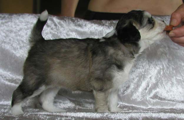 House of Landfari Bumble bee