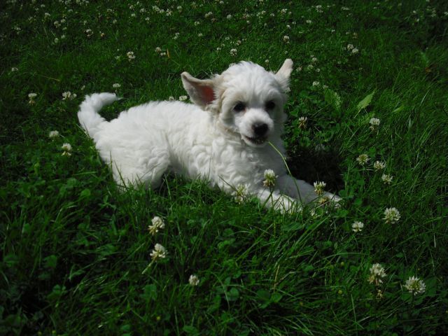 Yunao's Annestatia Jivana Kalasa