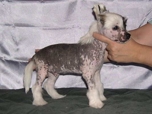 Belshaw's Desire Blue