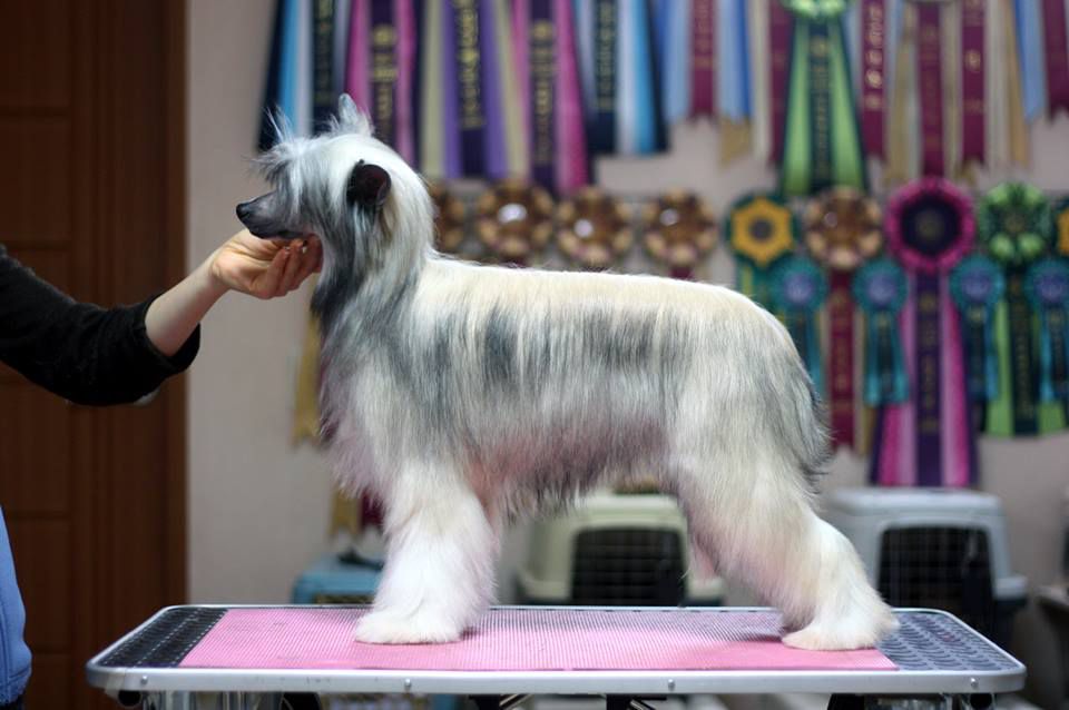 Lorita Star Volshebnaya Melodiya