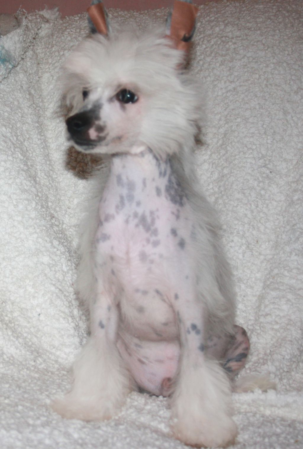 Charuyuschiy Soblazn Gabano In Speck