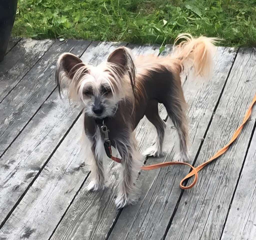 Curlycrest's No Filth Under My Kilt