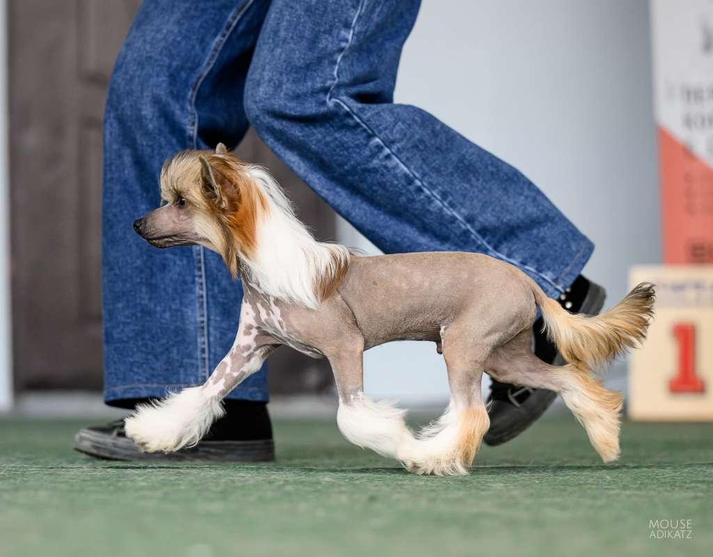 Ilatani Style Fire bright