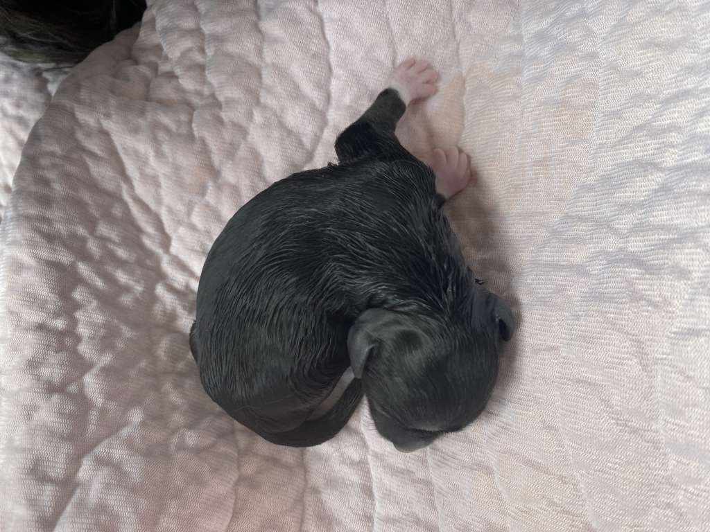 Kameleondogs kennel  Yade