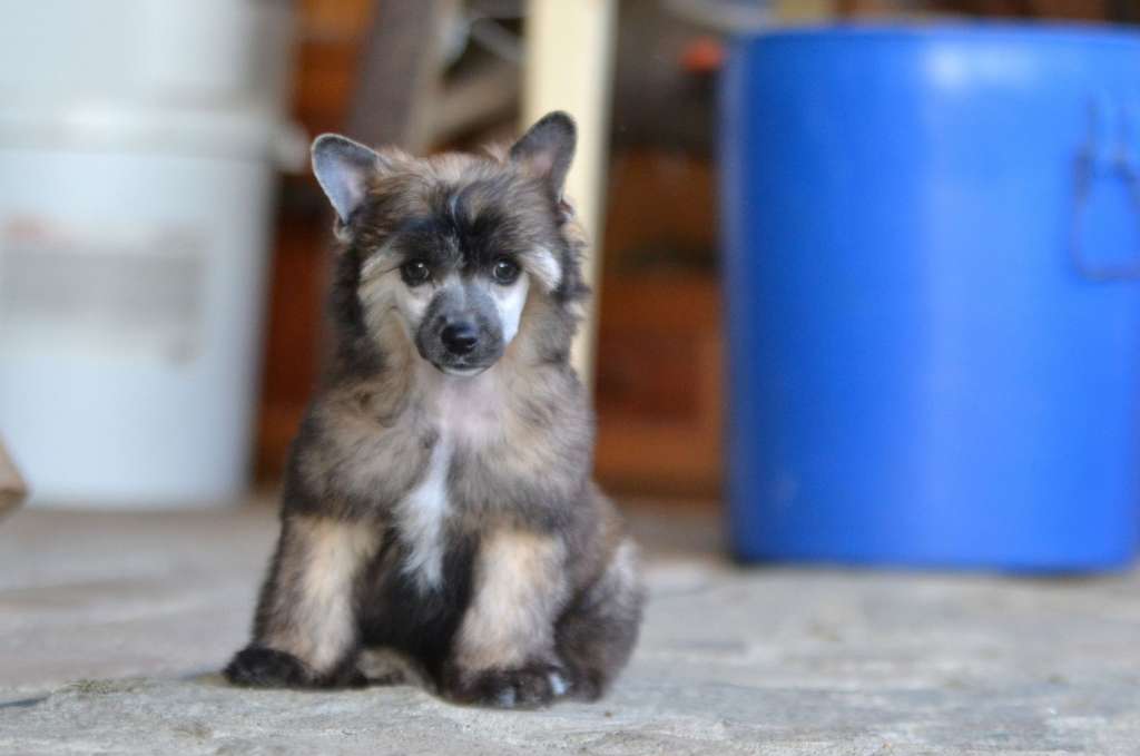 Shaggy Dream Jemalle