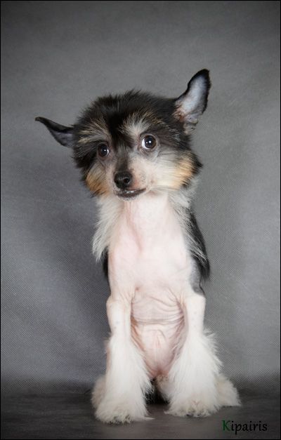 Dogland Happy Vasabi