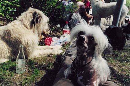 Silverekens Lilla Medusa