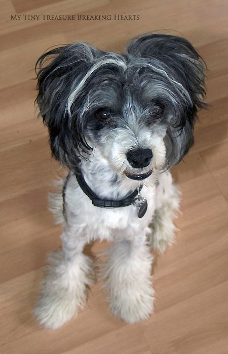 My Tiny Treasure Breaking Hearts