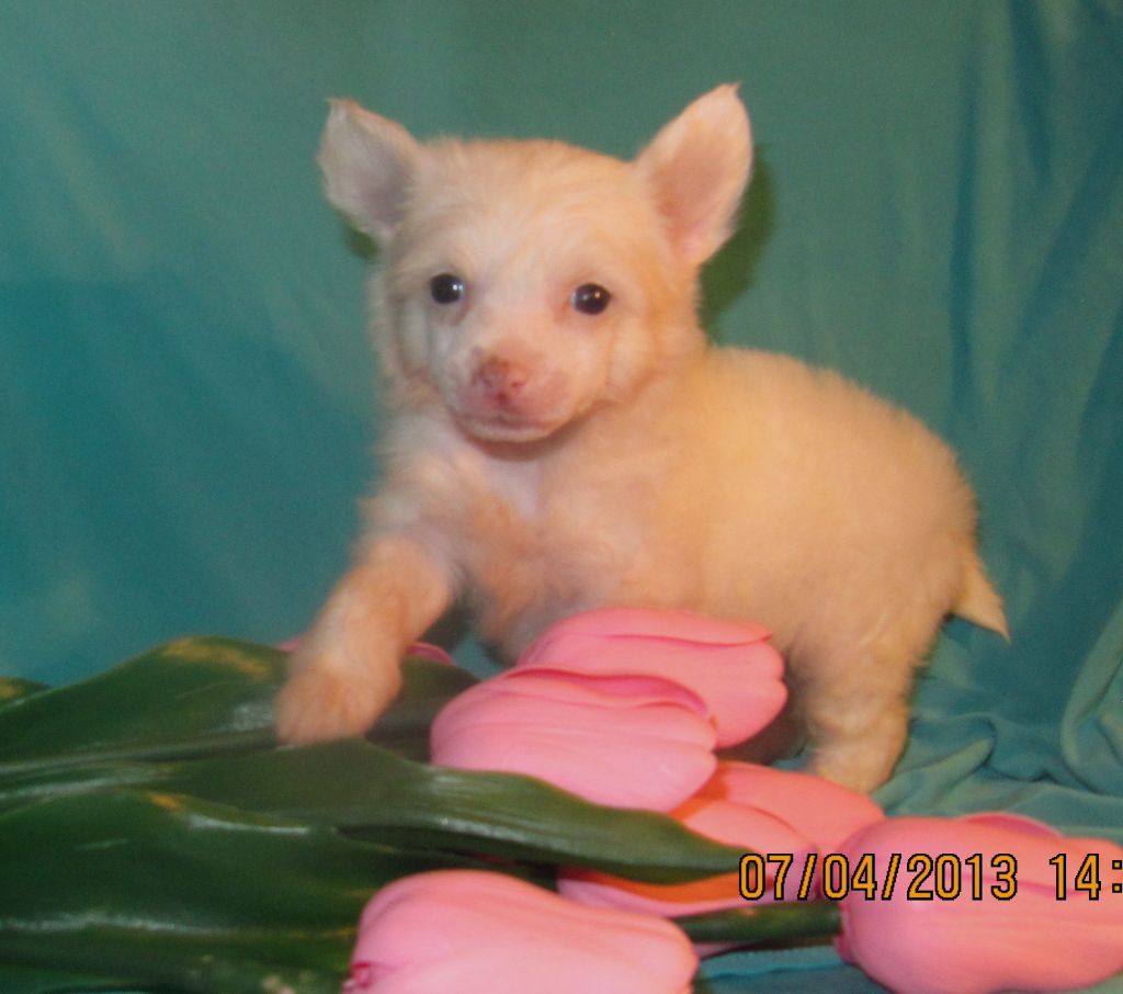 Rada - Prada Lucky Girl