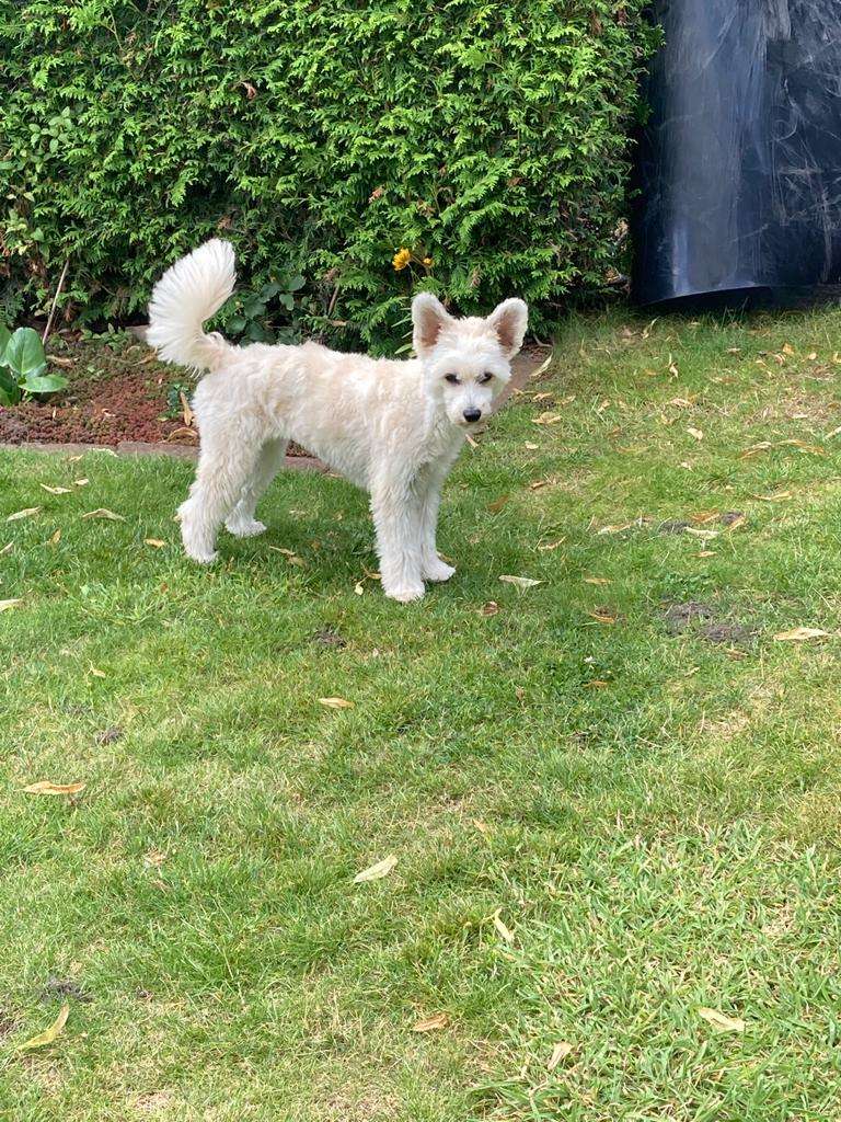 Jaika MeFi of Purple Rain