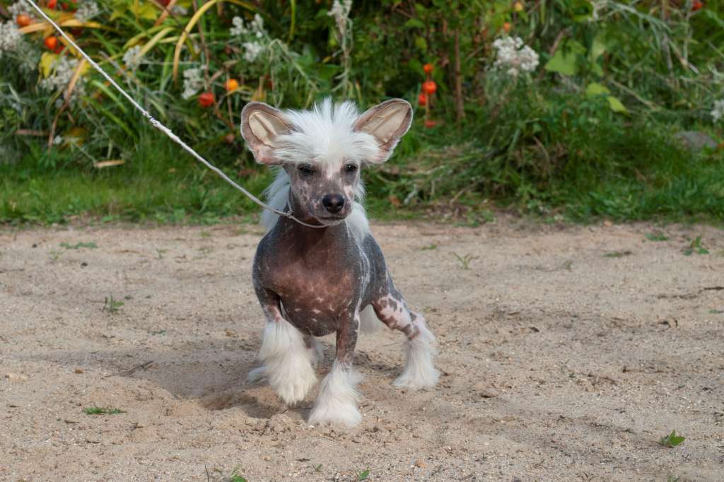 Ksolo Club Evgenij Onegin