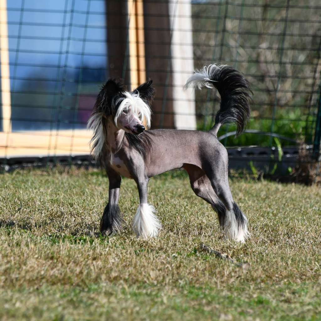 Little Dog Of Dream Sexy and i know it