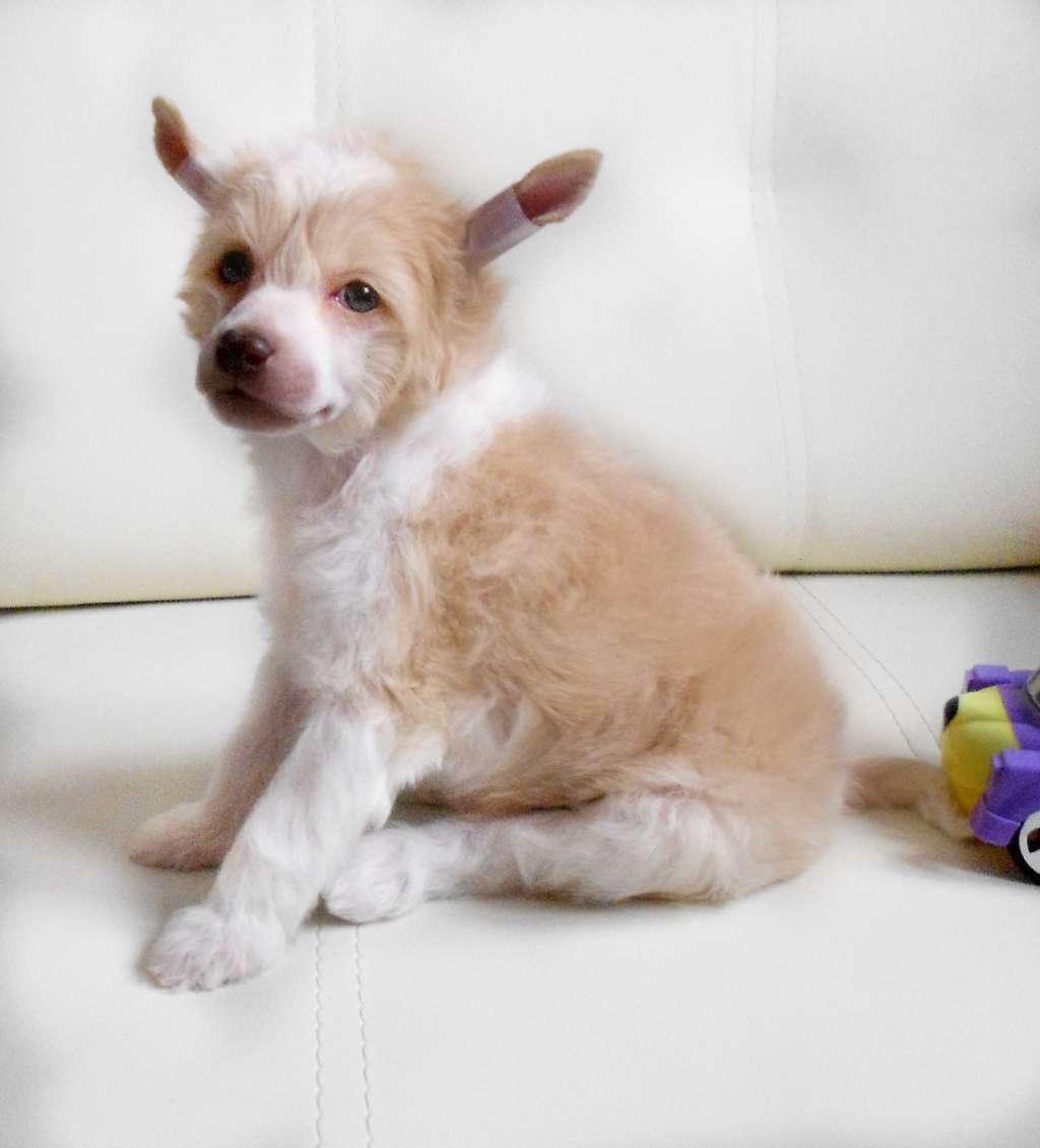 Irvina Vita Glorfindel