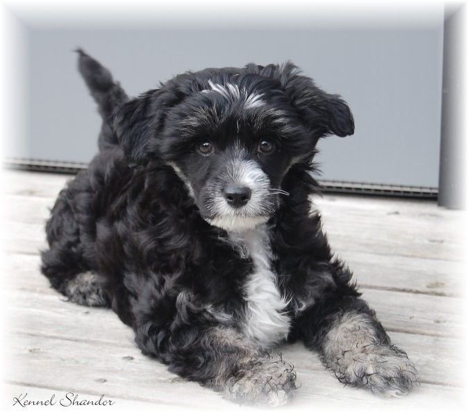 Shandor's KickOff Kid