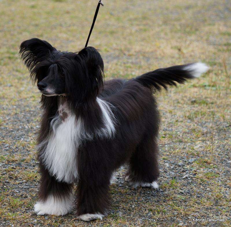 Sunstreaker Quantum Leap