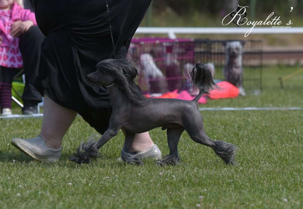 Tournais Lean Mean Winning Machine