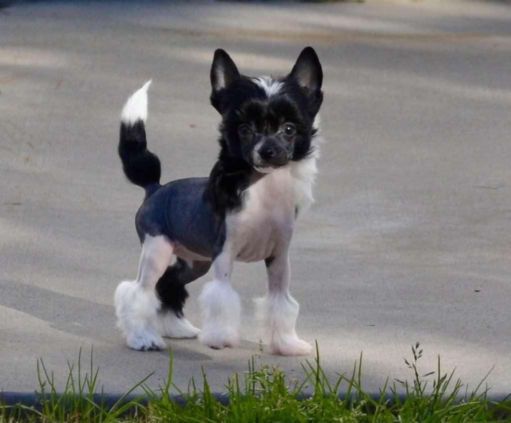 Gracieux Devil's Food Cake