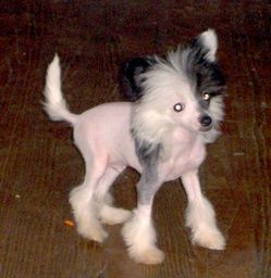 Kamaji Can You Hear Me Now HL