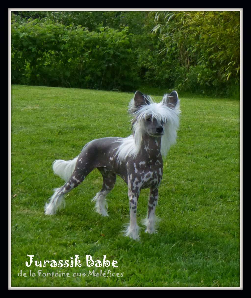 Jurassik Babe de la Fontaine aux Maléfices