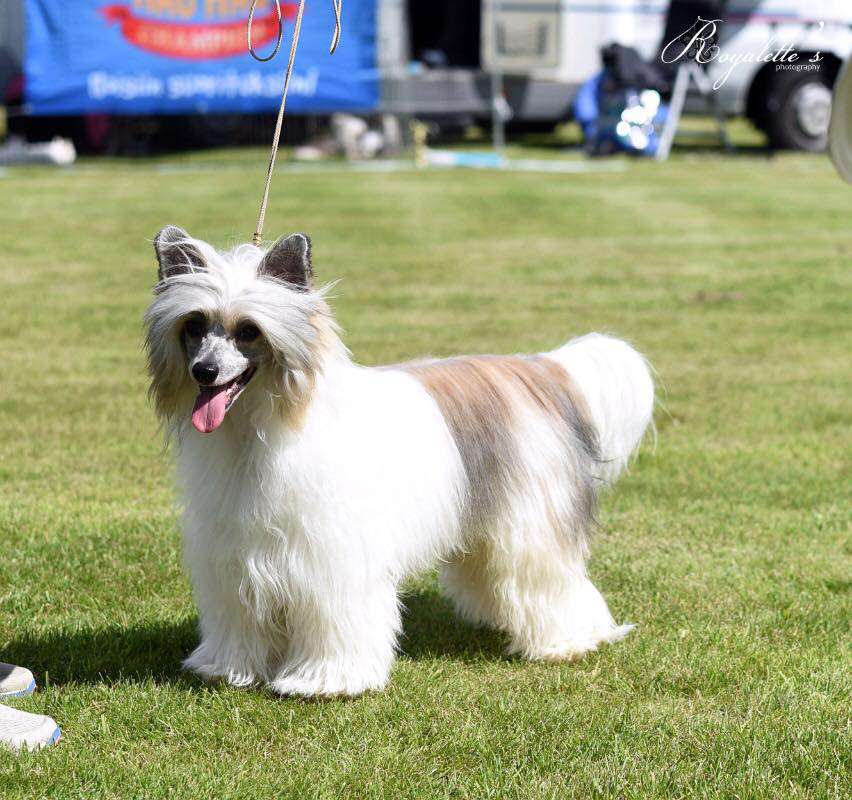 Pideraq's Kärpässuihke