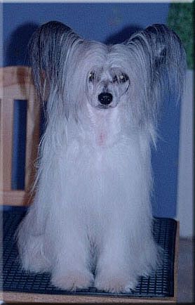 Marachinos AlphenKicka