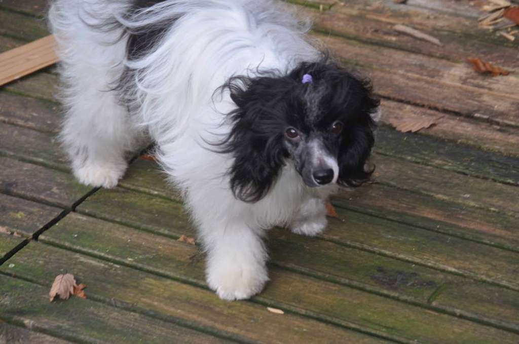 R'Newton Du pré des Trolls