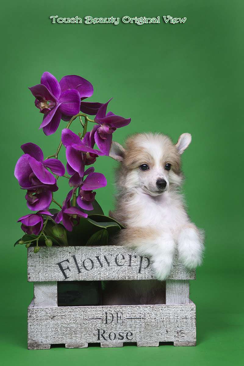 Touch Beauty Original View