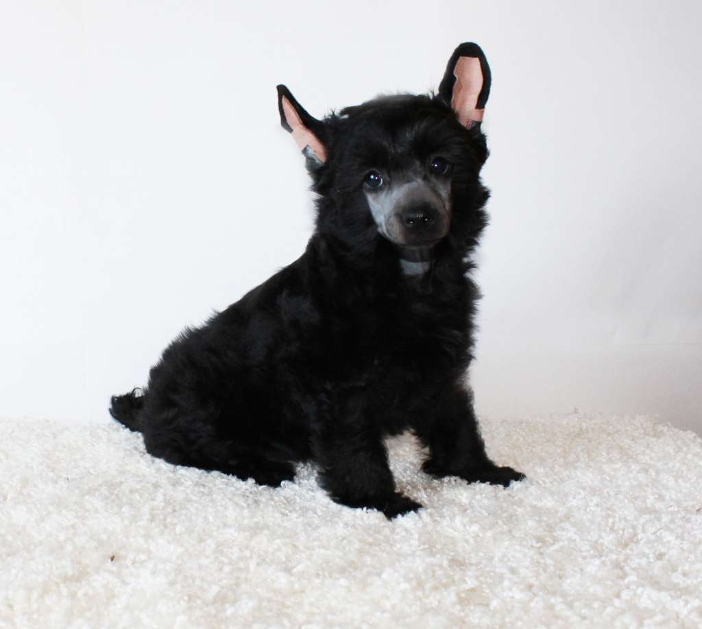 Charuyuschiy Soblazn Valois dynasty