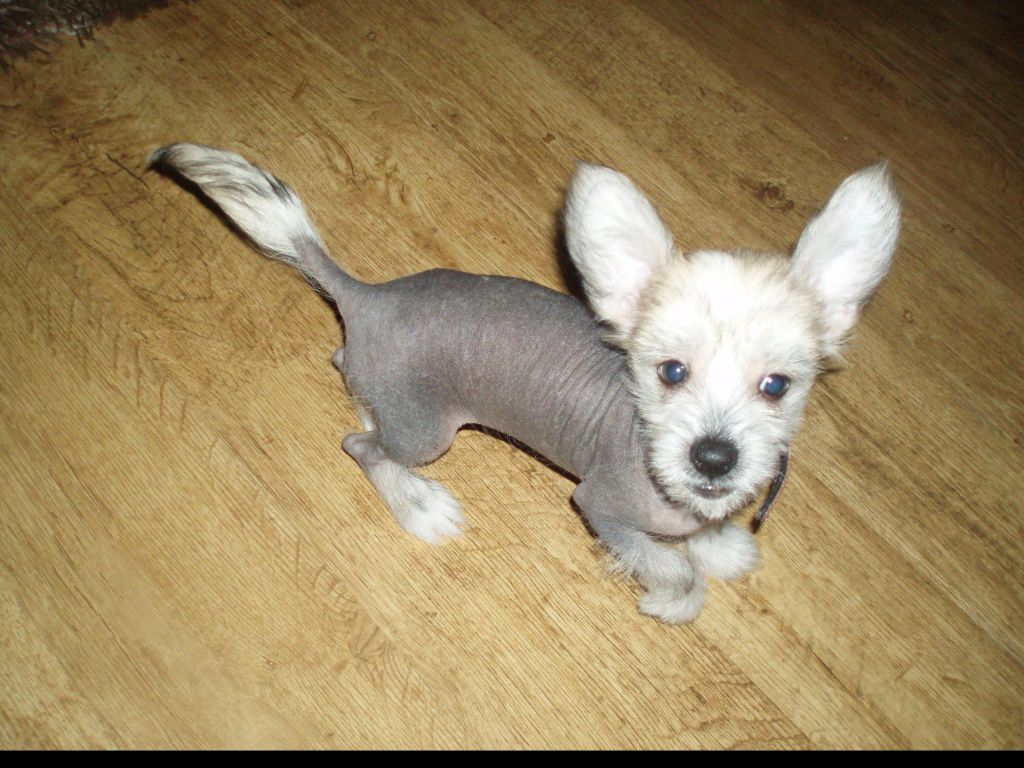 Arwin Moon Chose Savente