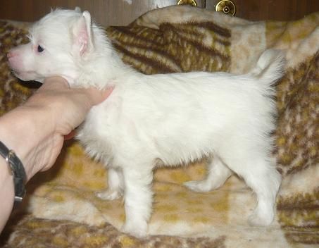 Sharman Vip High Challenge