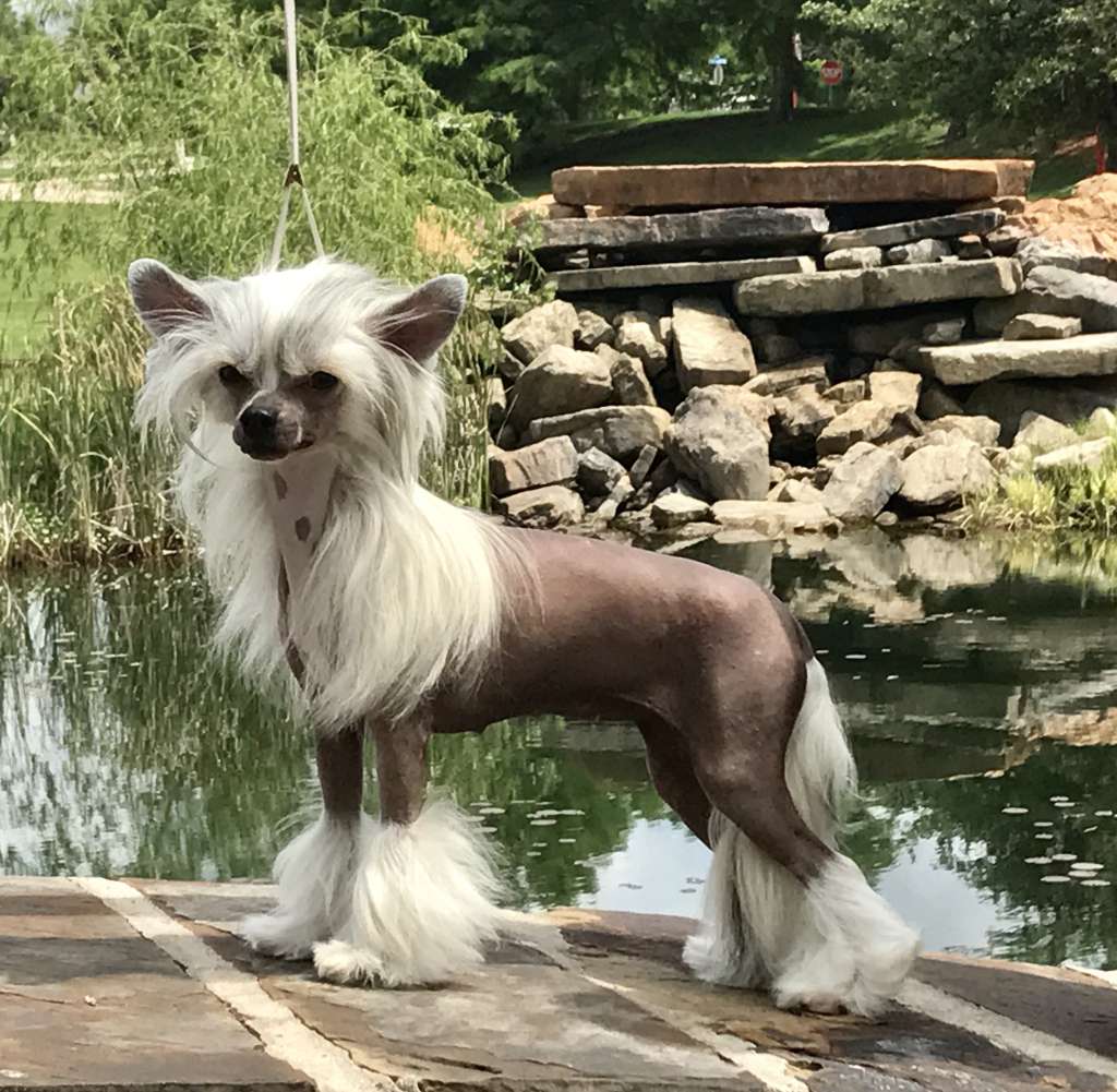 Gracieux-Pahlavi Happily Ever After