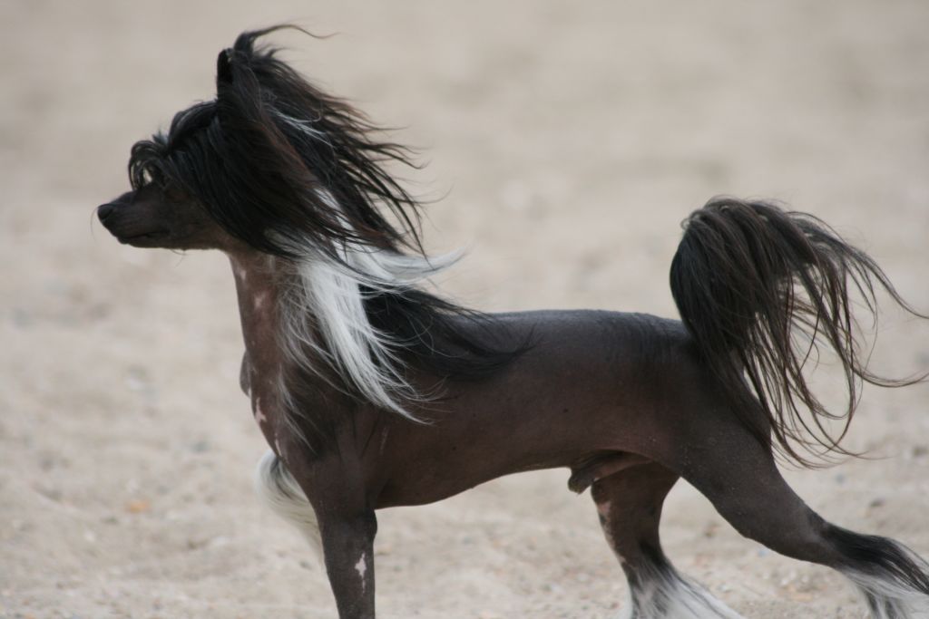 Dresscode-Zero I'm an Icon