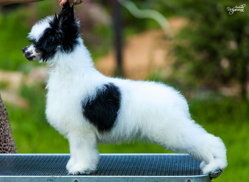 My Vanity Fair Kelvin