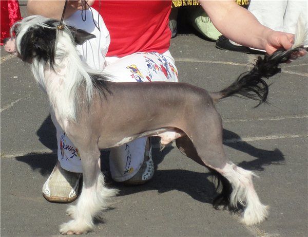 Nic Solo Elider Minodora